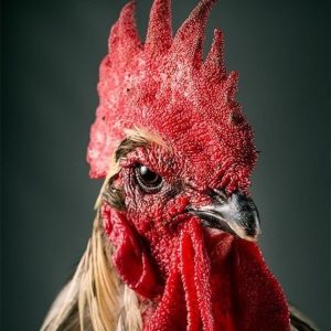 pollolocoink